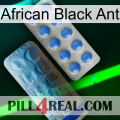 African Black Ant 40